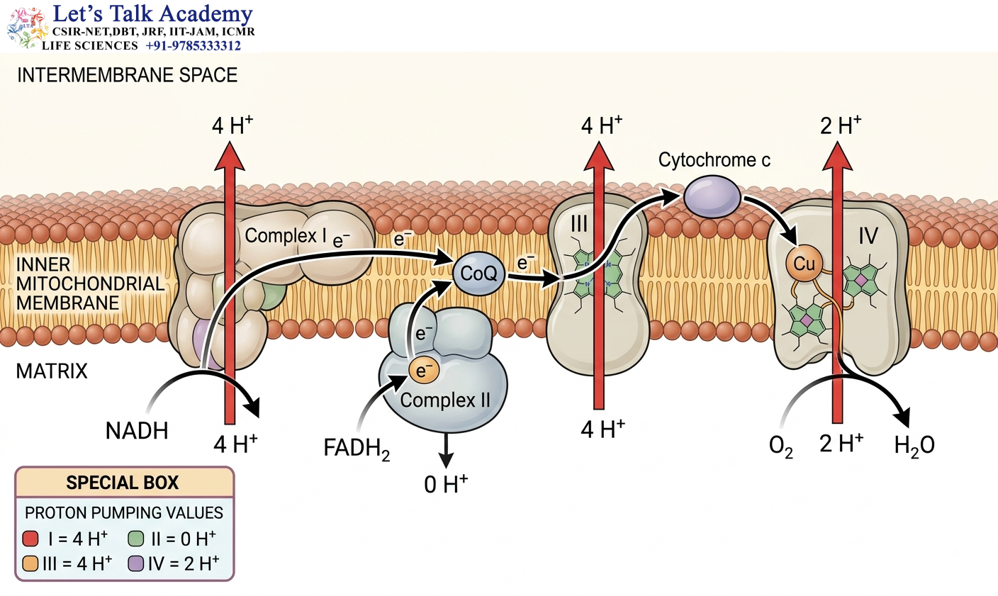 Complete Electron Transport Chain