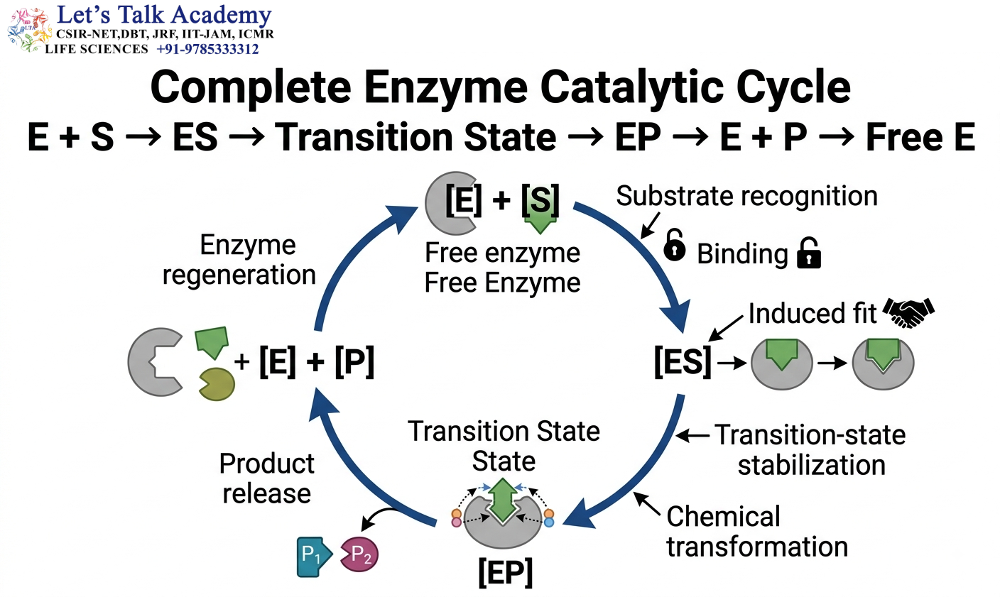 Complete Enzyme Catalytic Cycle