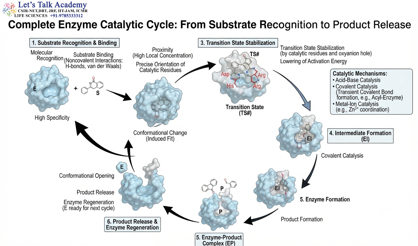 Complete Enzyme Catalytic Cycle: From Substrate Recognition to Product Release