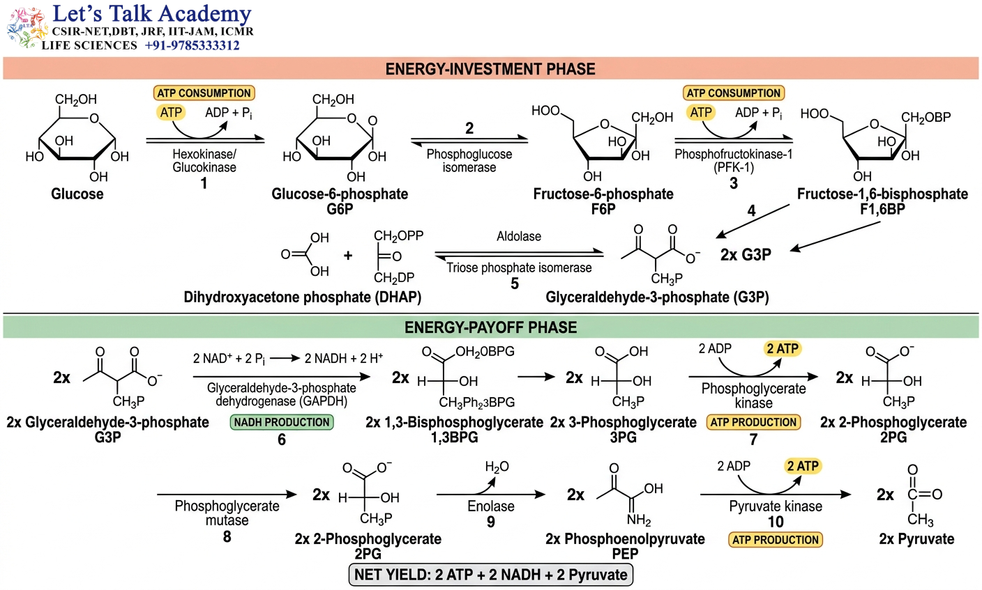 Complete Glycolysis Pathway