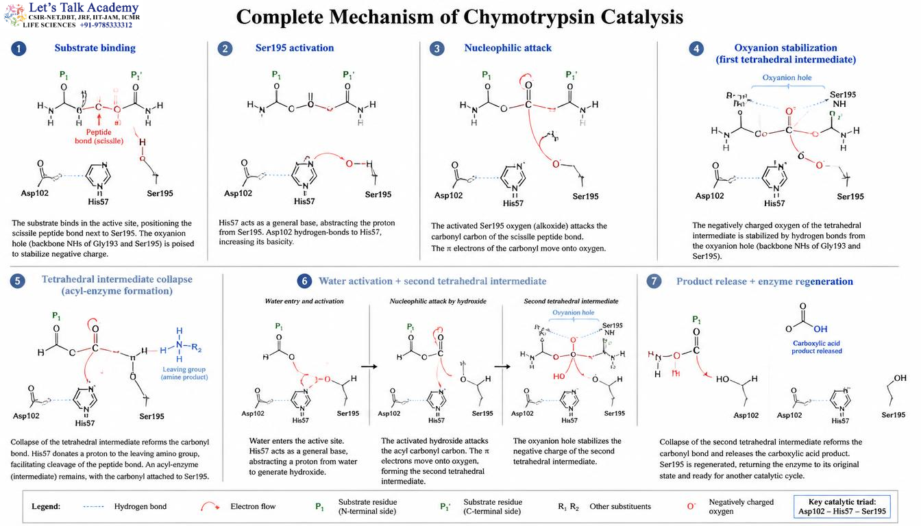 Complete Mechanism of Chymotrypsin Catalysis