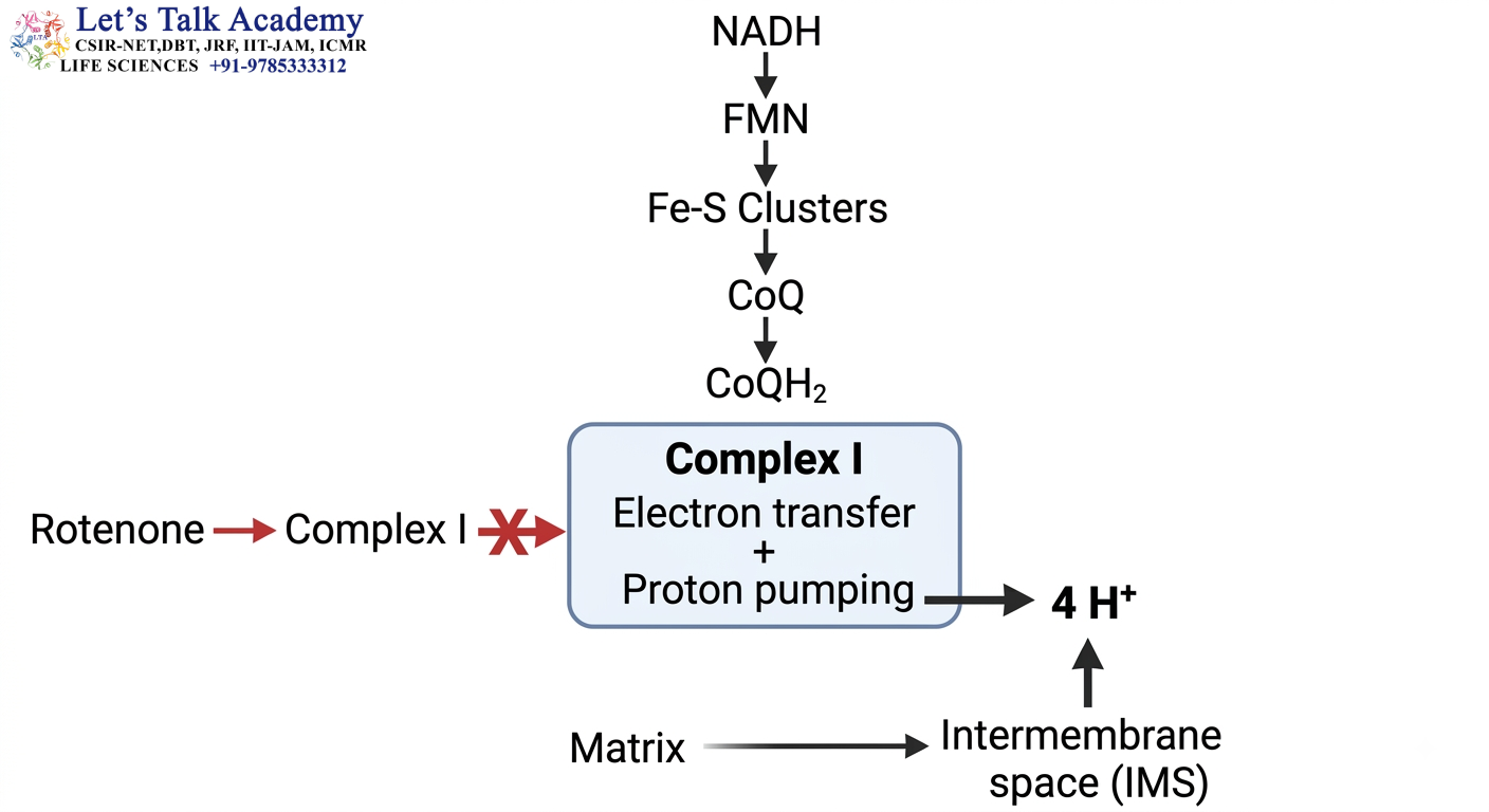Complex I — NADH to CoQ