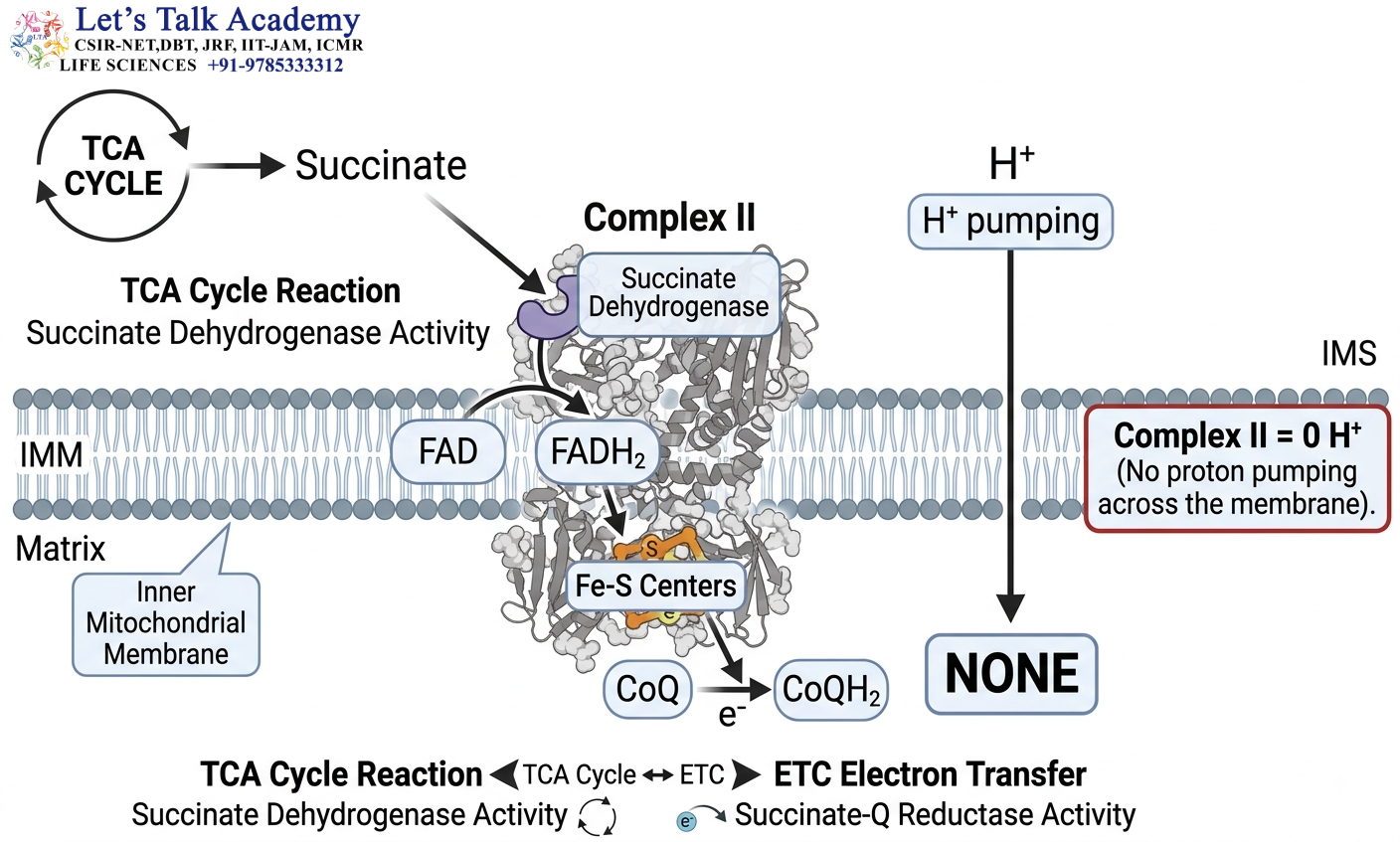 Complex II — Succinate Dehydrogenase