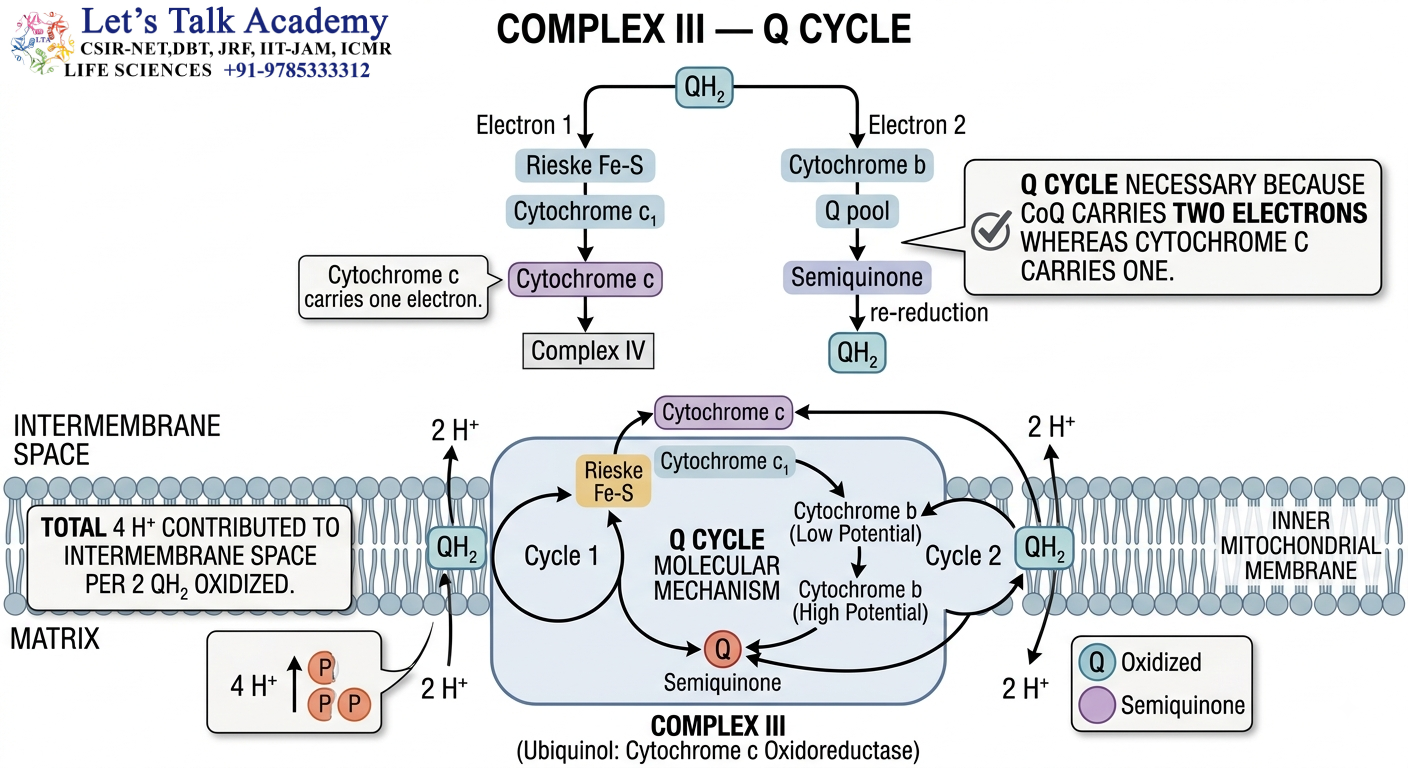 Complex III — Q Cycle