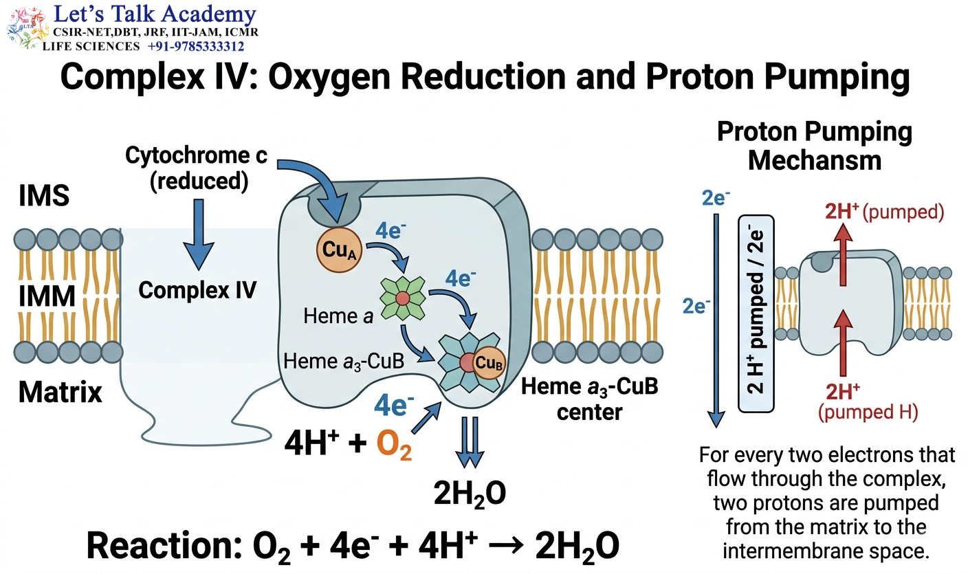 Complex IV — Oxygen Reduction