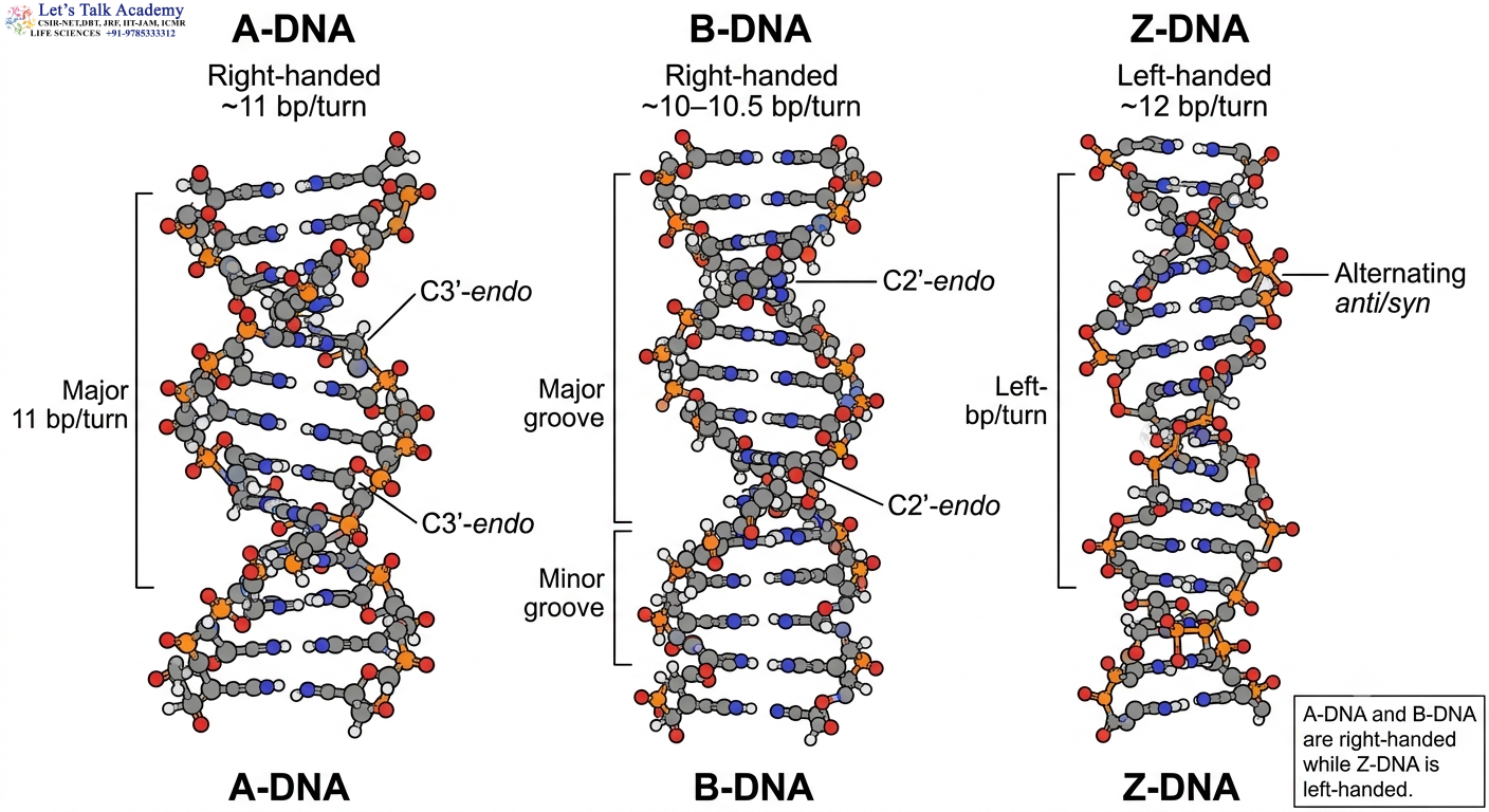 Conformation of Nucleic Acids