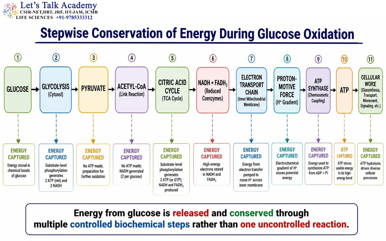 Controlled Energy Release from Glucose