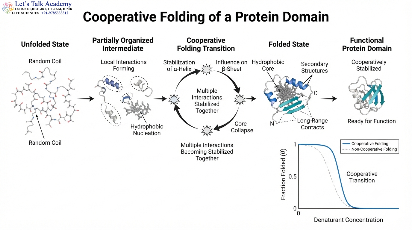 Cooperative Folding of a Protein Domain