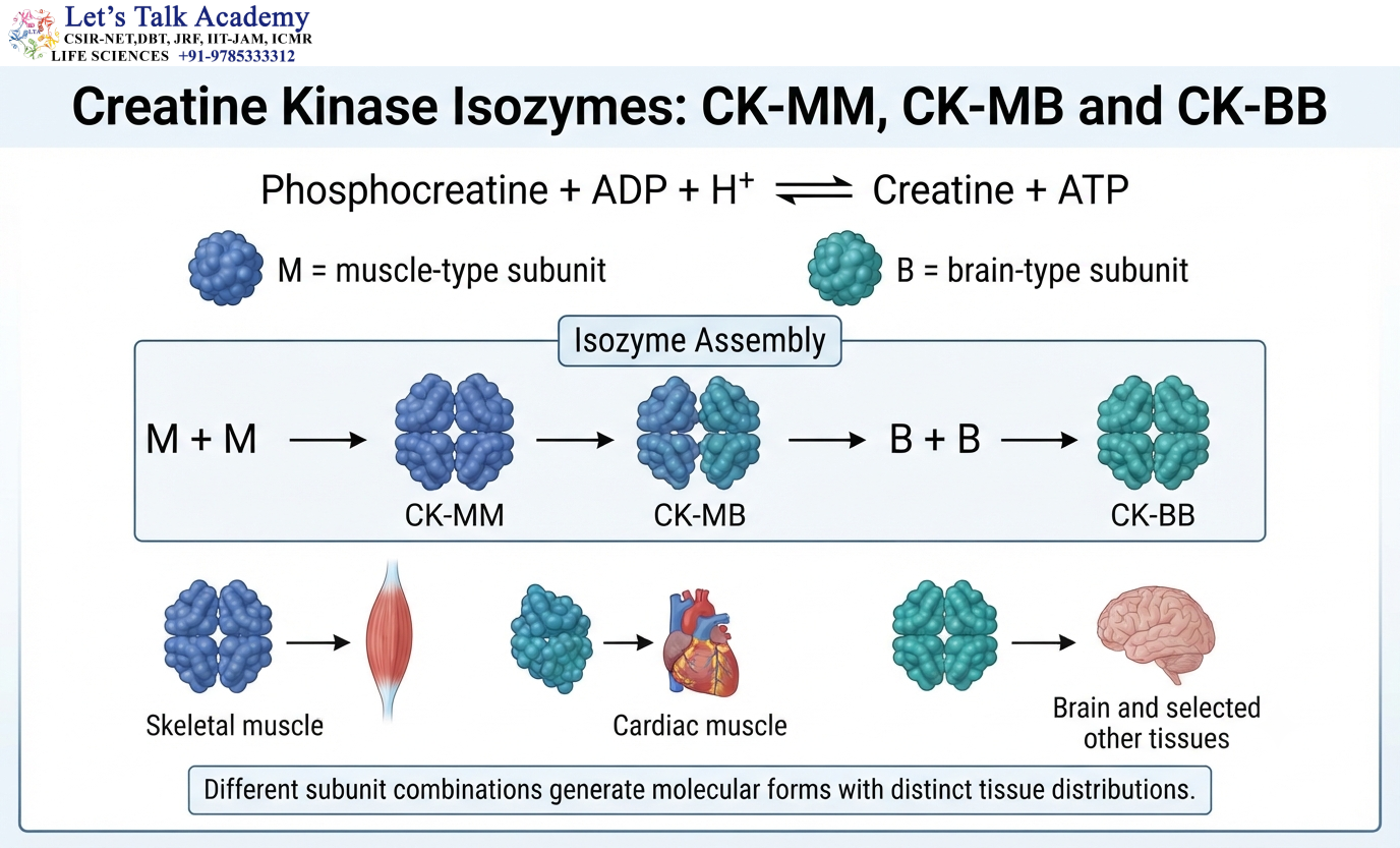Creatine Kinase Isozymes: CK-MM, CK-MB and CK-BB