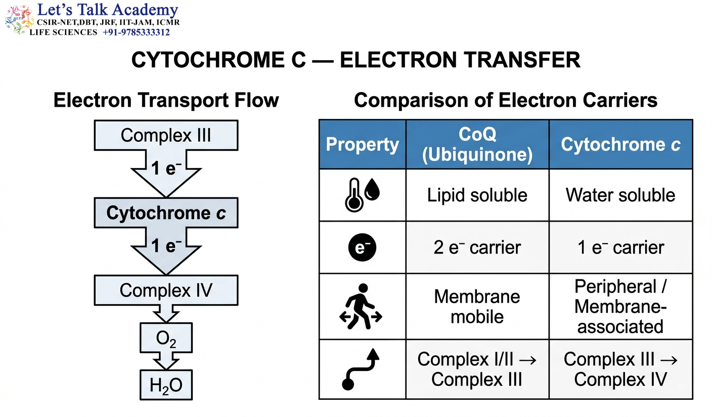 Cytochrome c — Electron Transfer