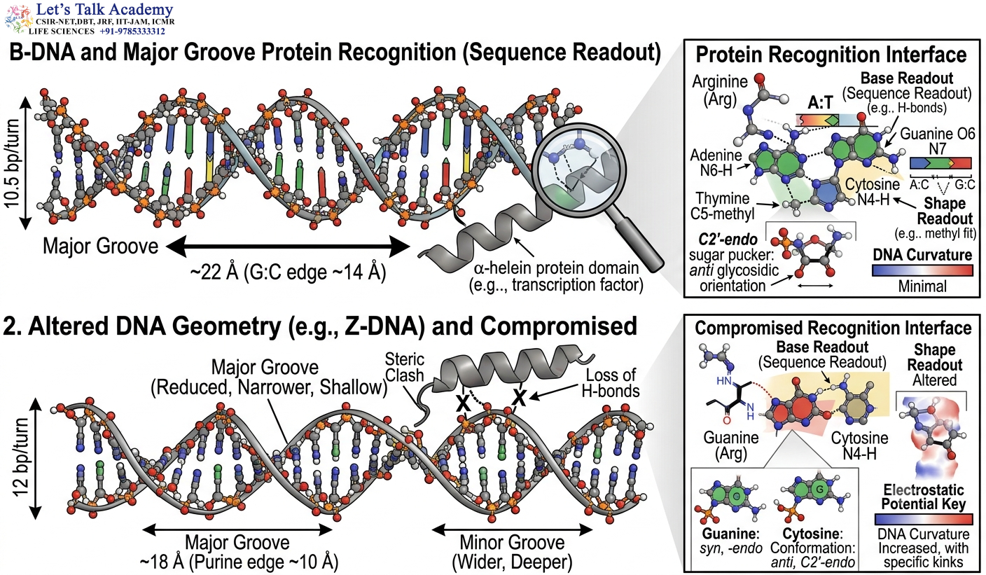 DNA Conformation and Protein Recognition