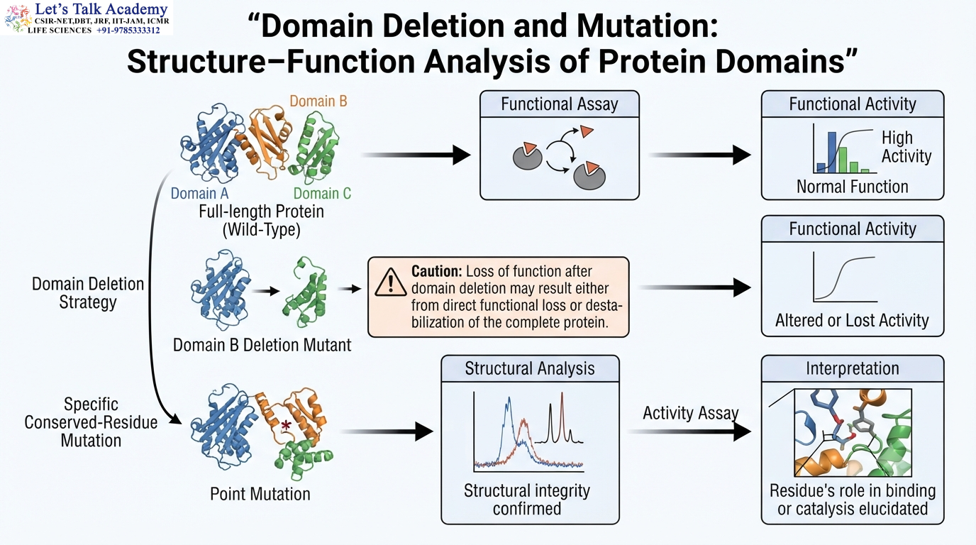 Domain Deletion and Mutation: Structure–Function Analysis