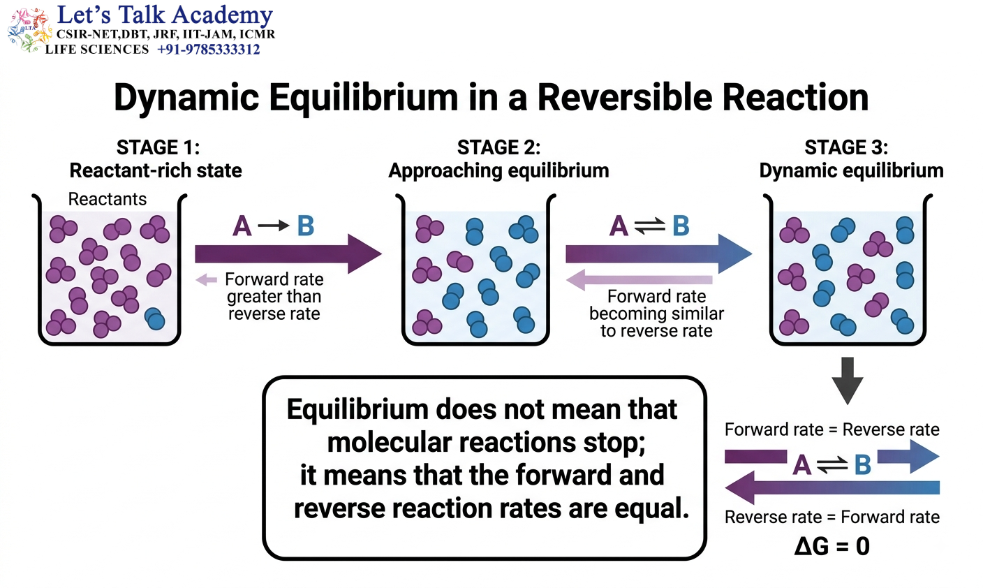 Dynamic Equilibrium