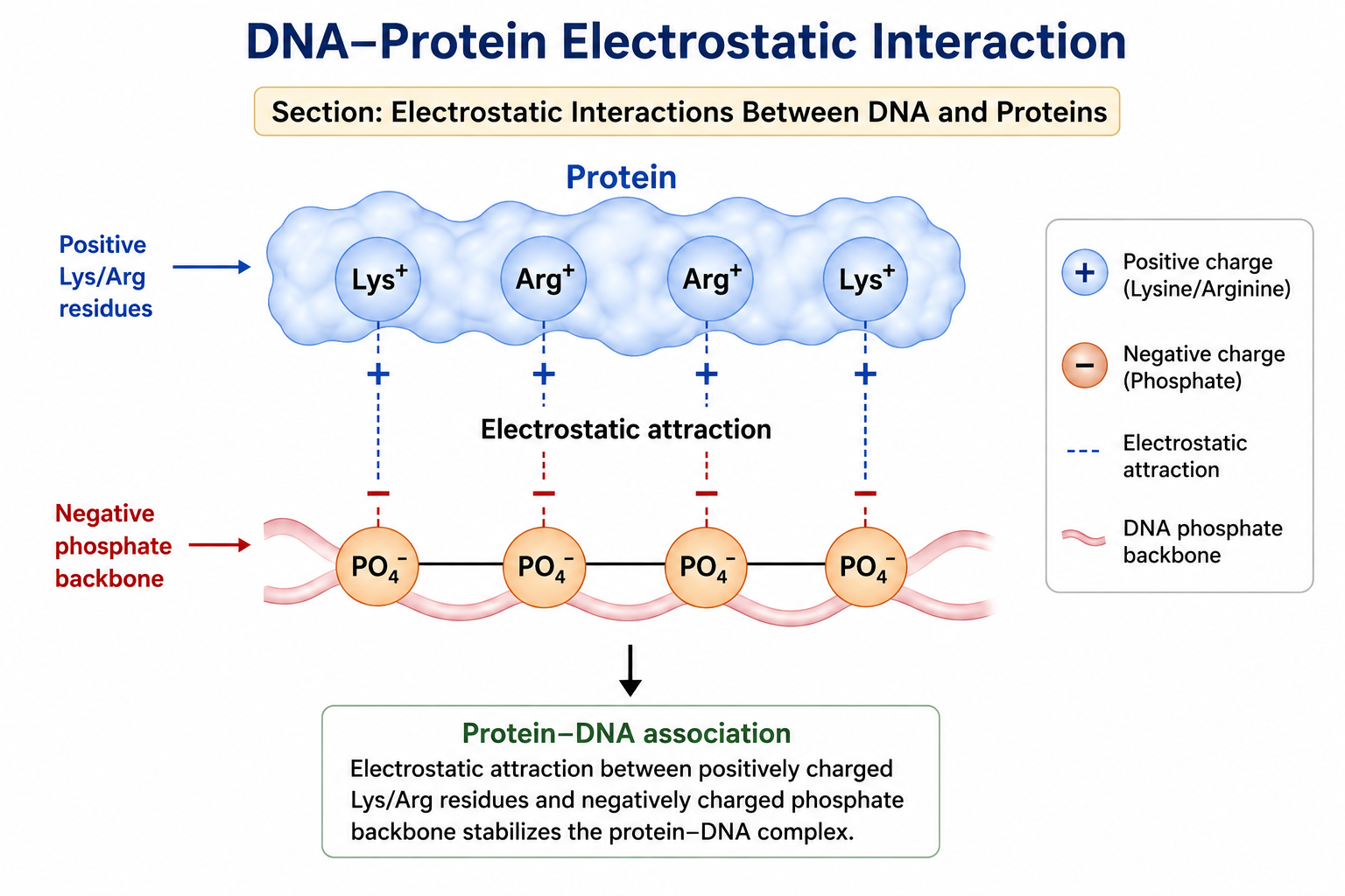 Electrostatic Interactions Between DNA and Proteins