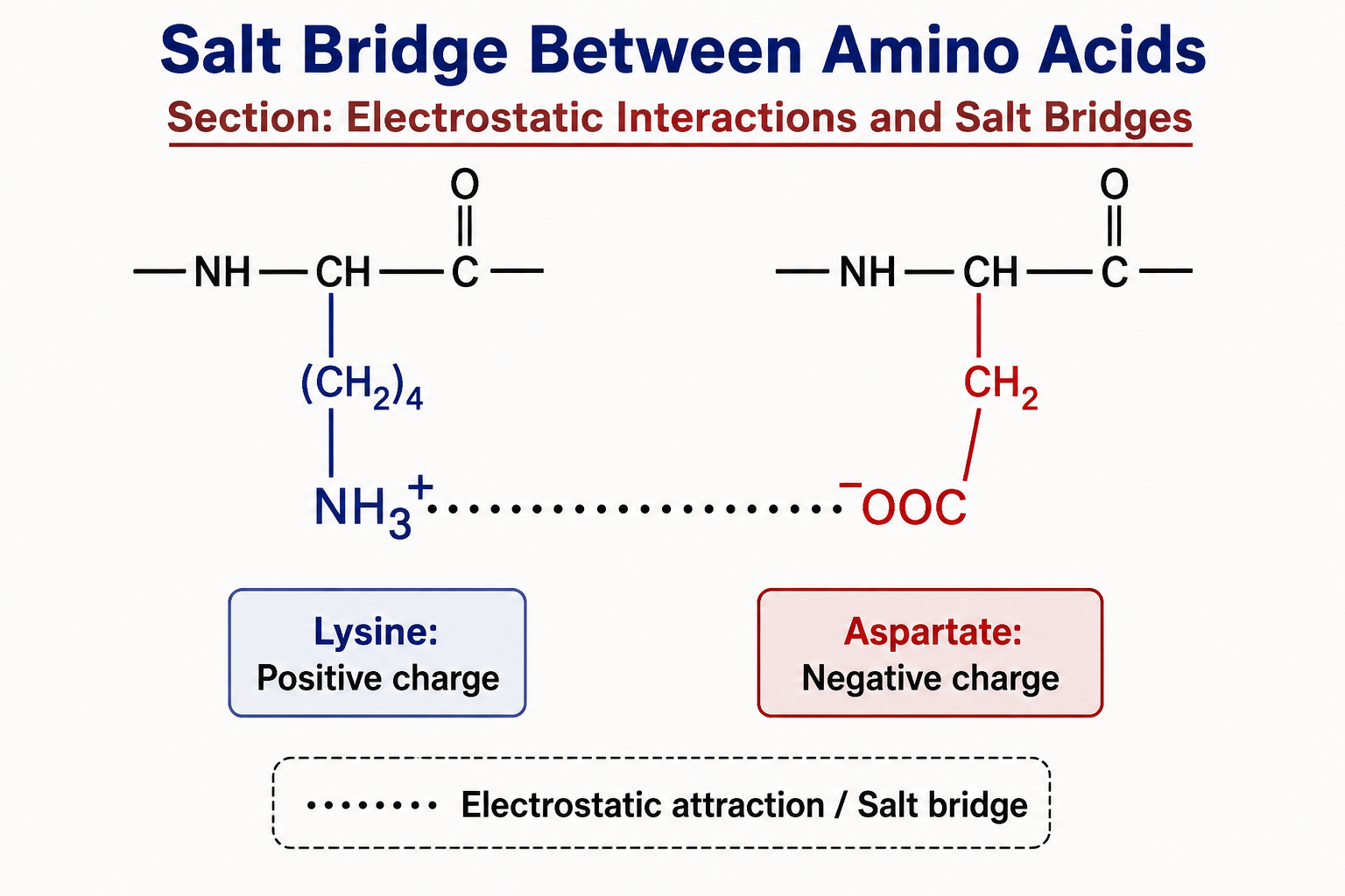 Electrostatic Interactions and Salt Bridges