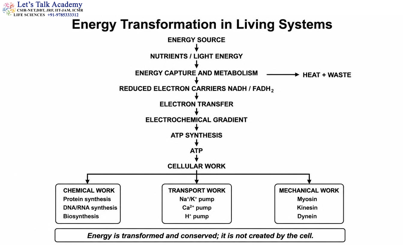 Energy Transformation in Living Systems