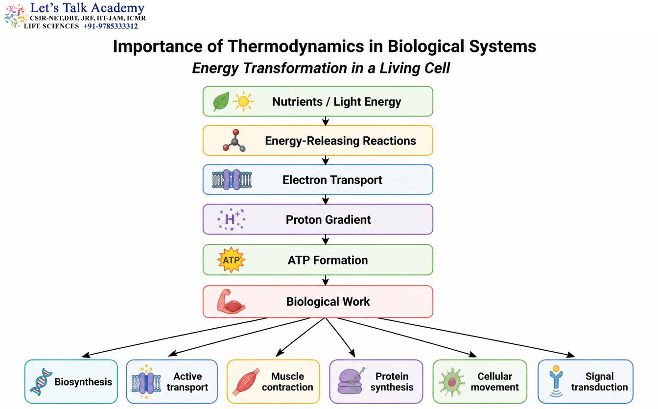 Energy Transformation in a Living Cell