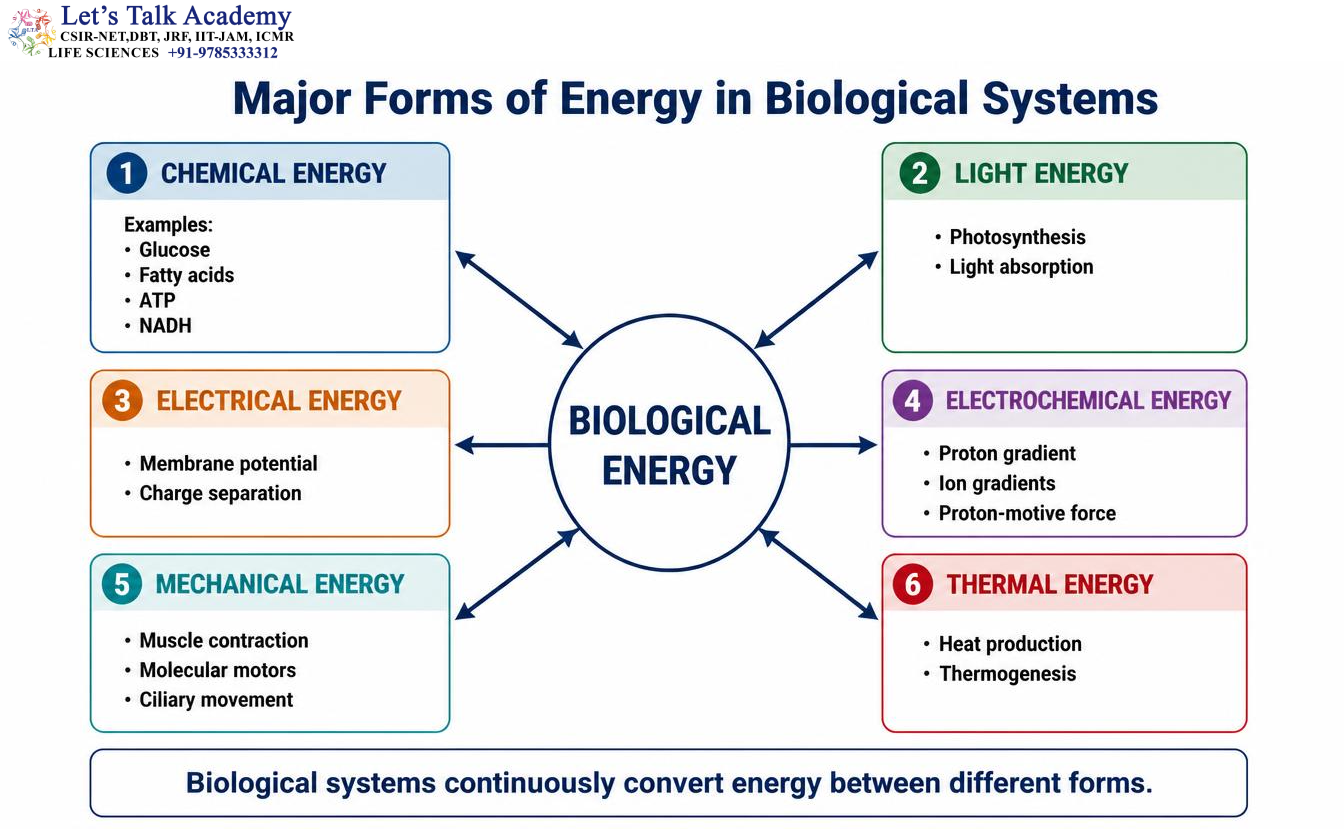 Energy in Biological Systems