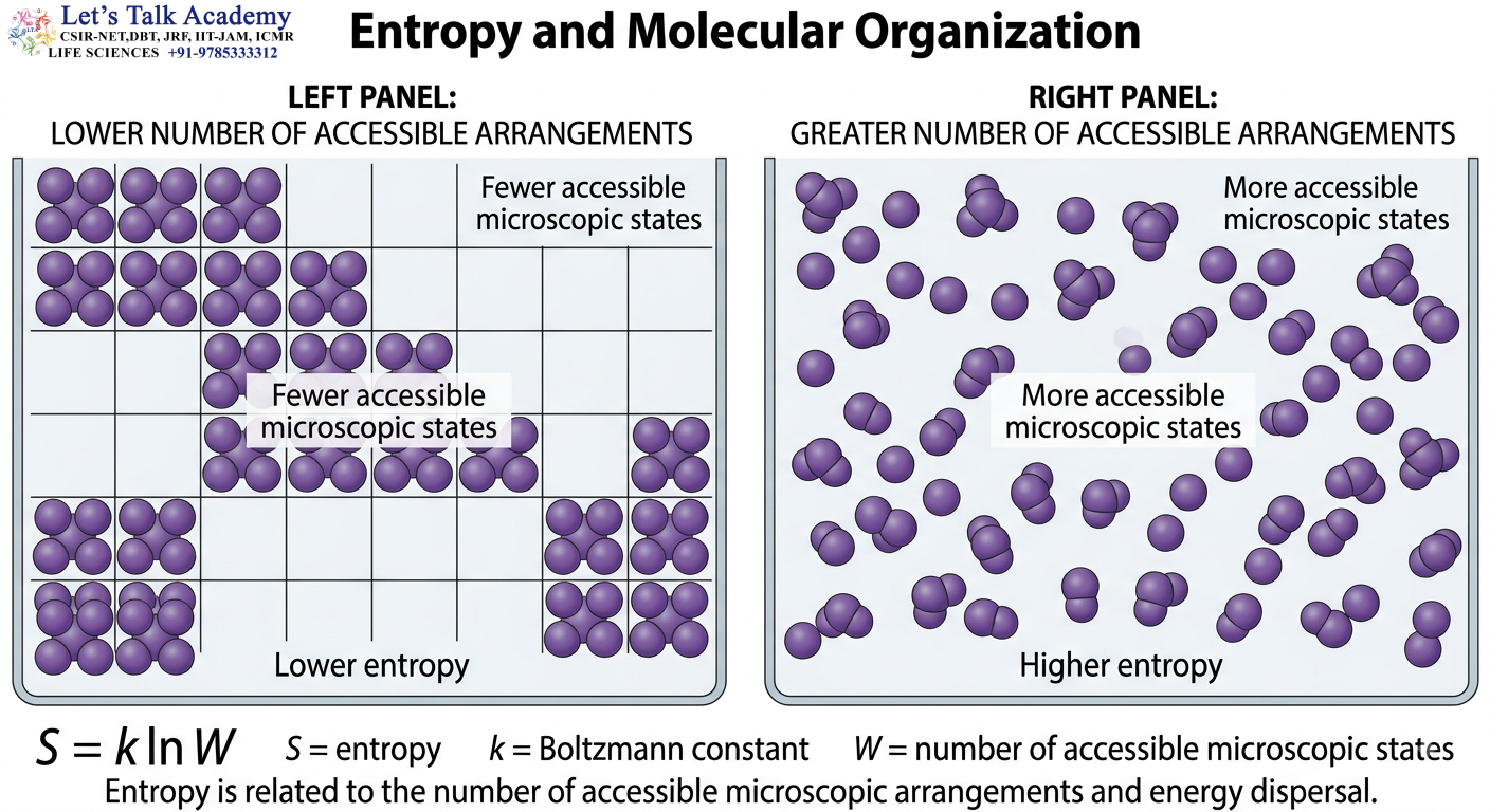 Entropy and Molecular Organization