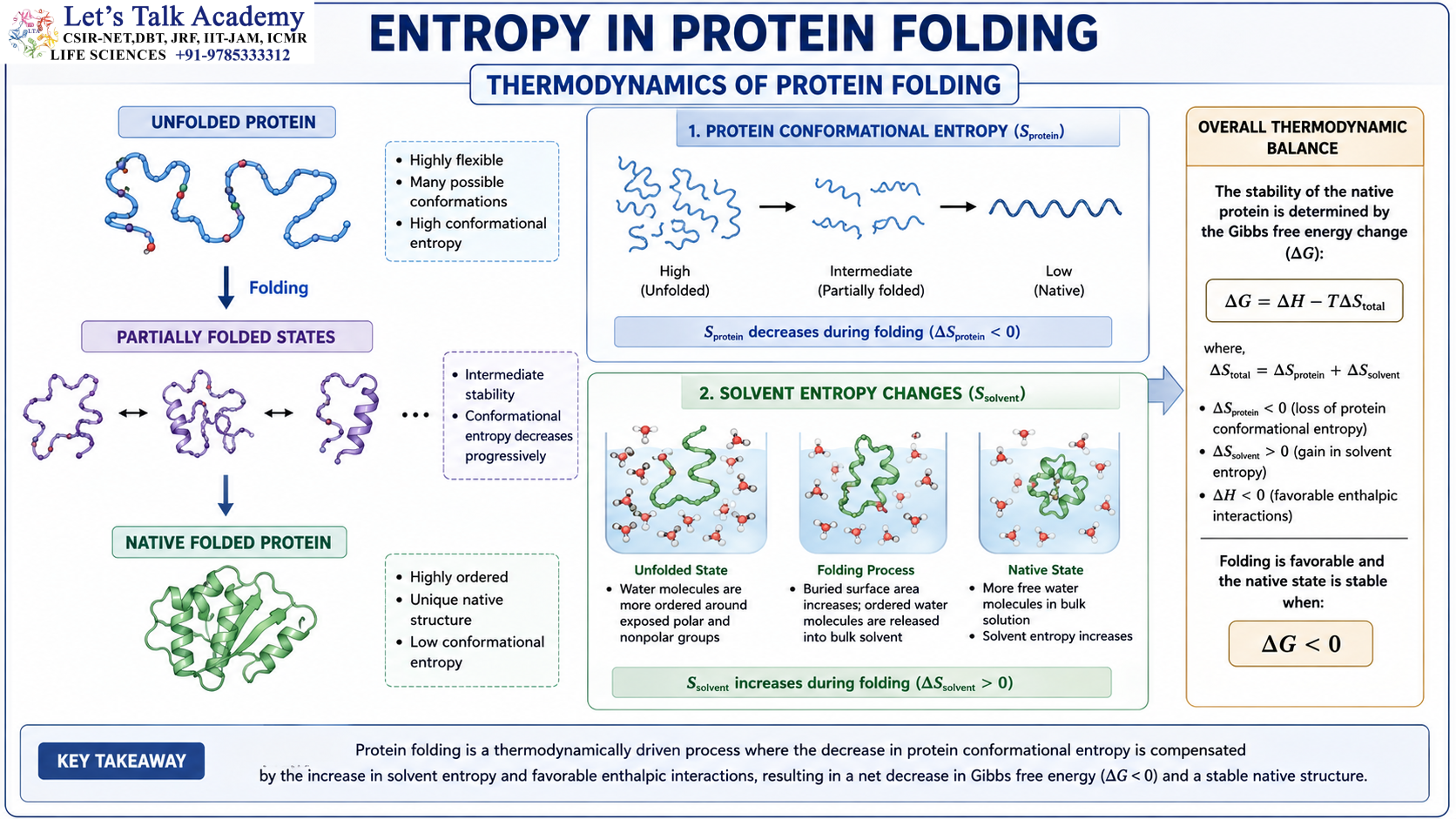 Entropy in Protein Folding Infographic 