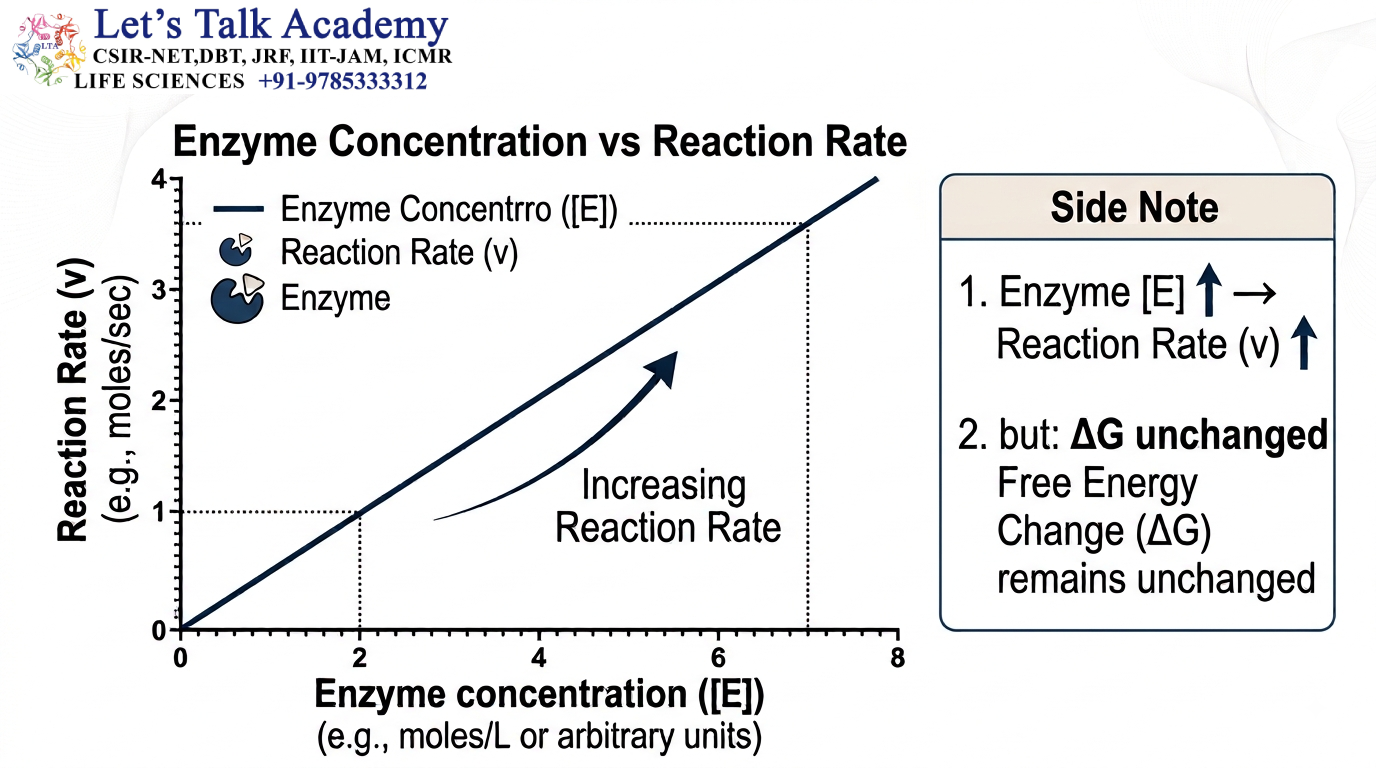 Enzyme Concentration vs Reaction Rate