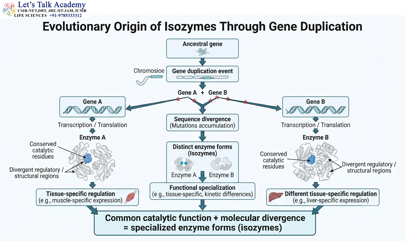 Evolutionary Origin of Isozymes Through Gene Duplication