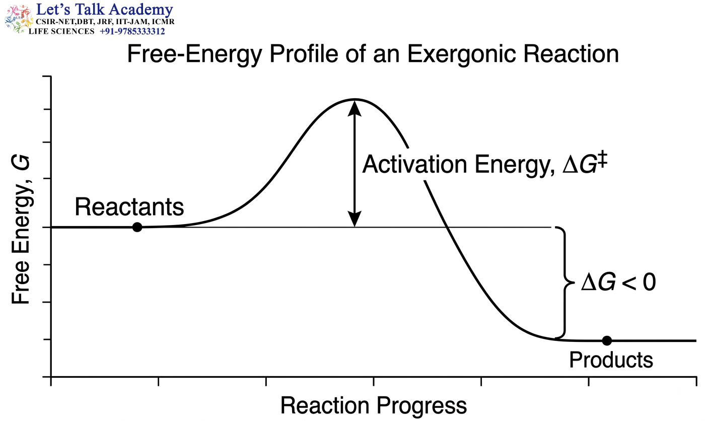 Exergonic Free-Energy Profile