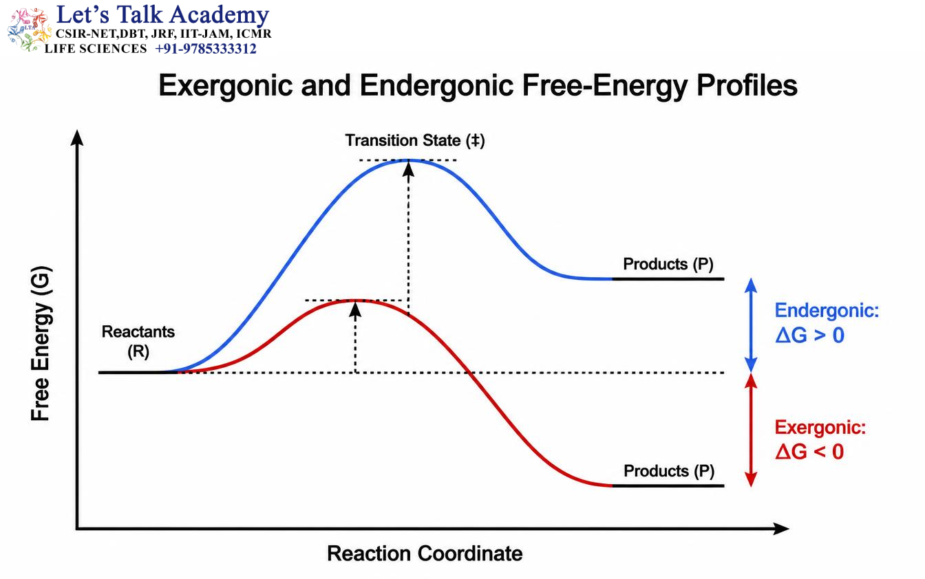 Exergonic and Endergonic Free-Energy Profiles