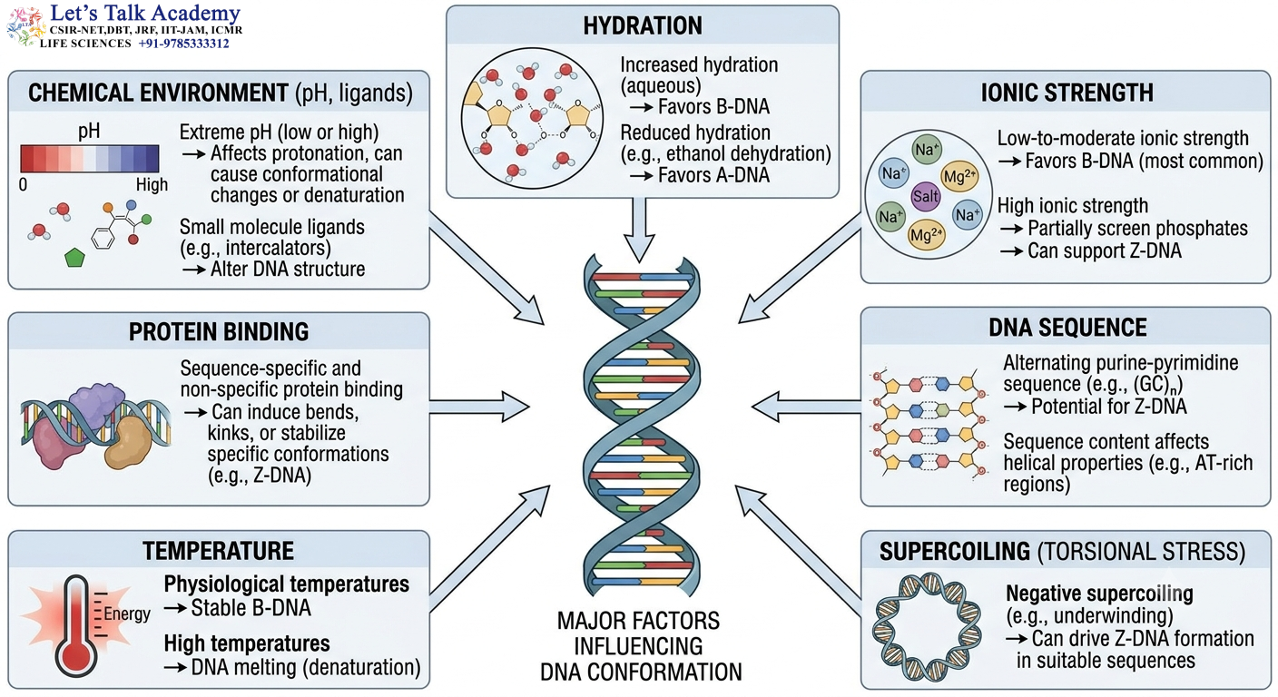 Factors Affecting DNA Conformation
