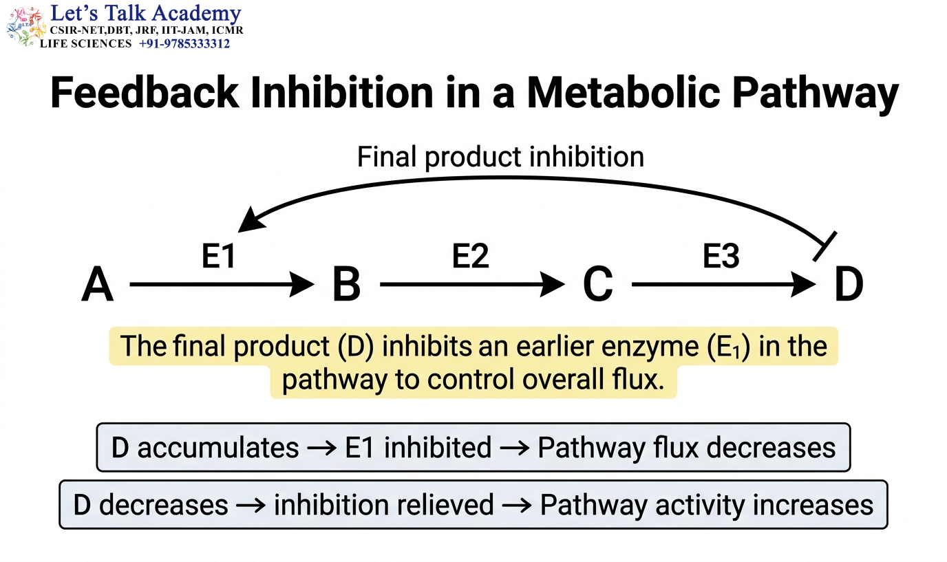 Feedback Inhibition in a Metabolic Pathway