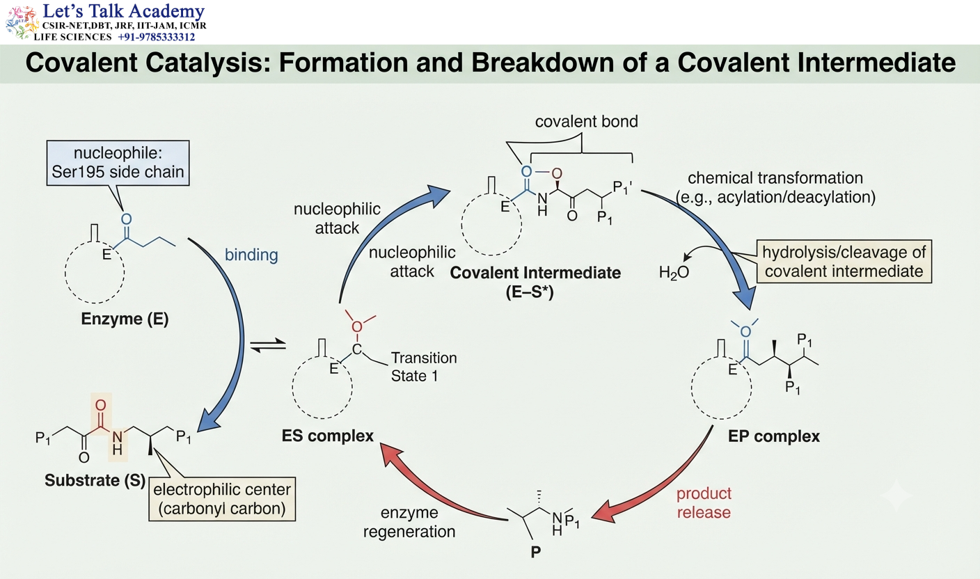 Covalent Catalysis: Formation and Breakdown of a Covalent Intermediate
