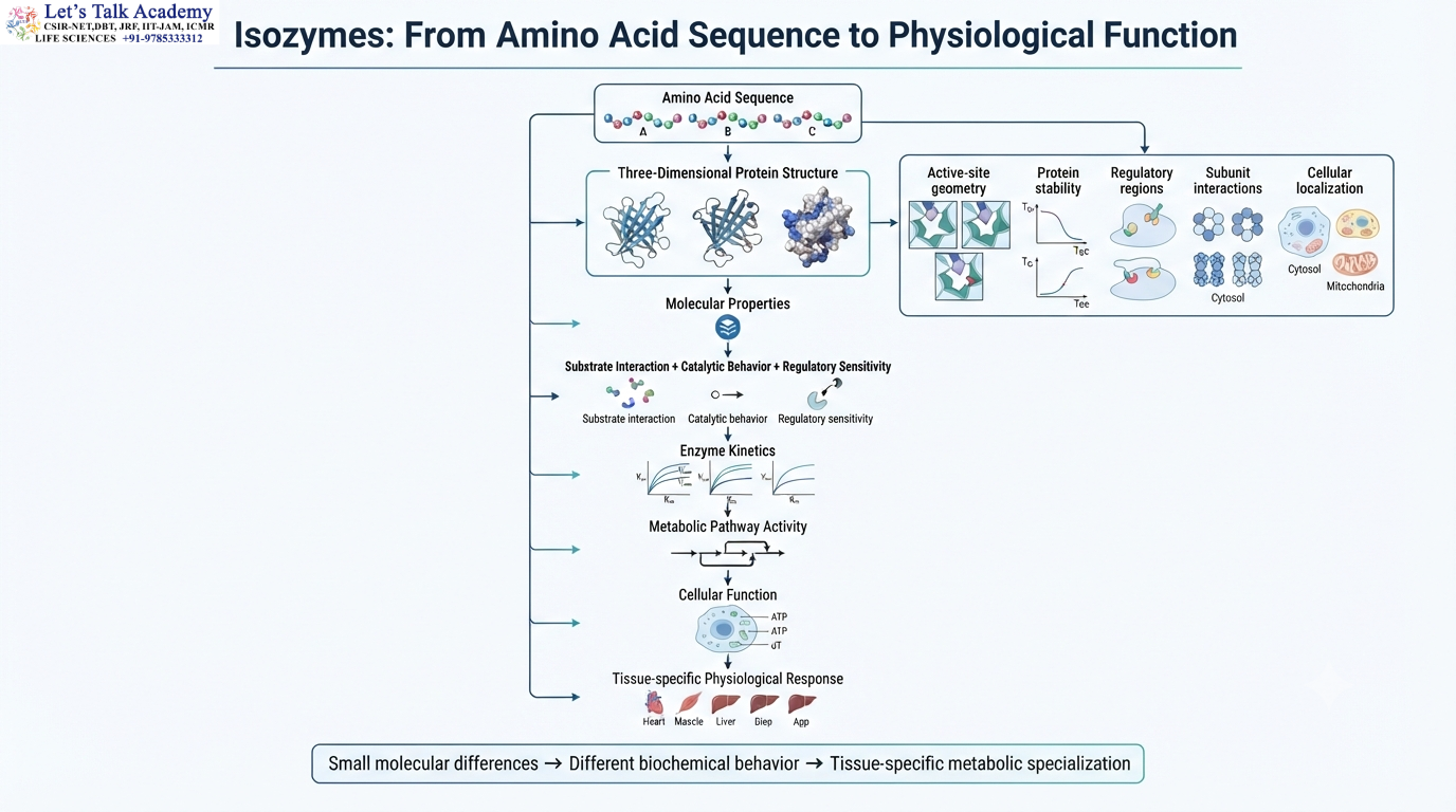 Isozymes: From Amino Acid Sequence to Physiological Function