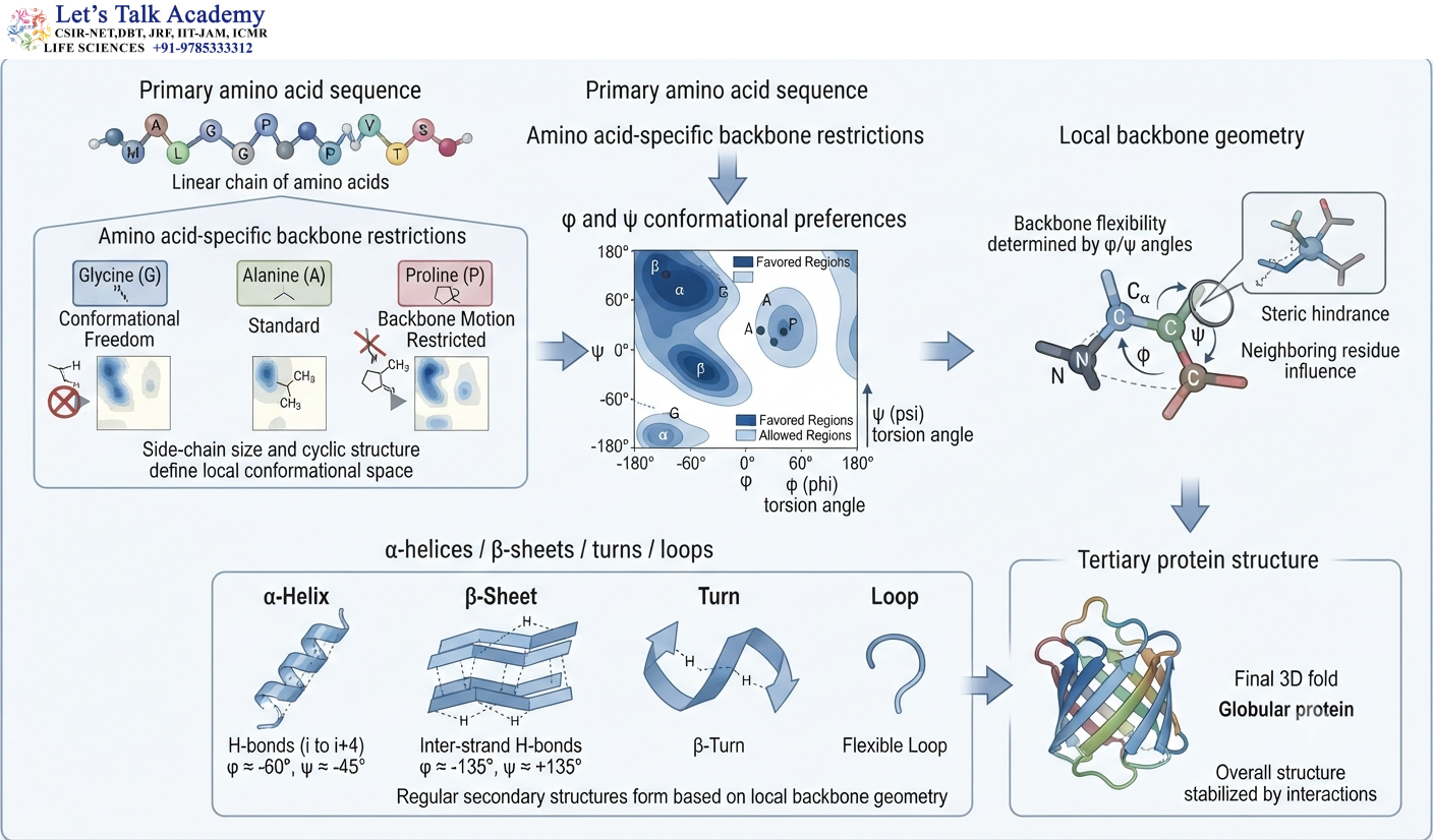 From Amino Acid Sequence to Protein Structure