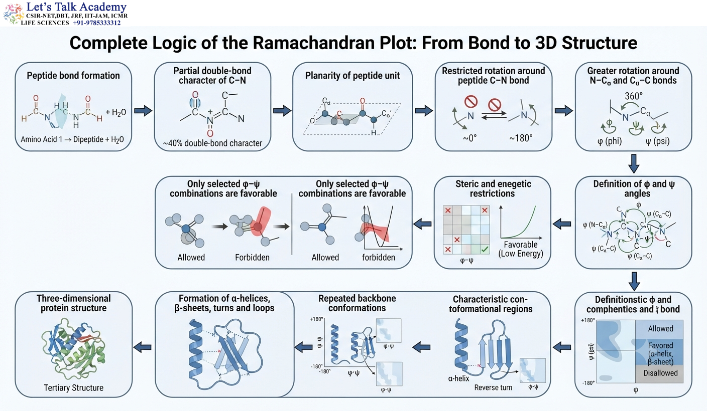 From Peptide Bond Geometry to Protein Structure