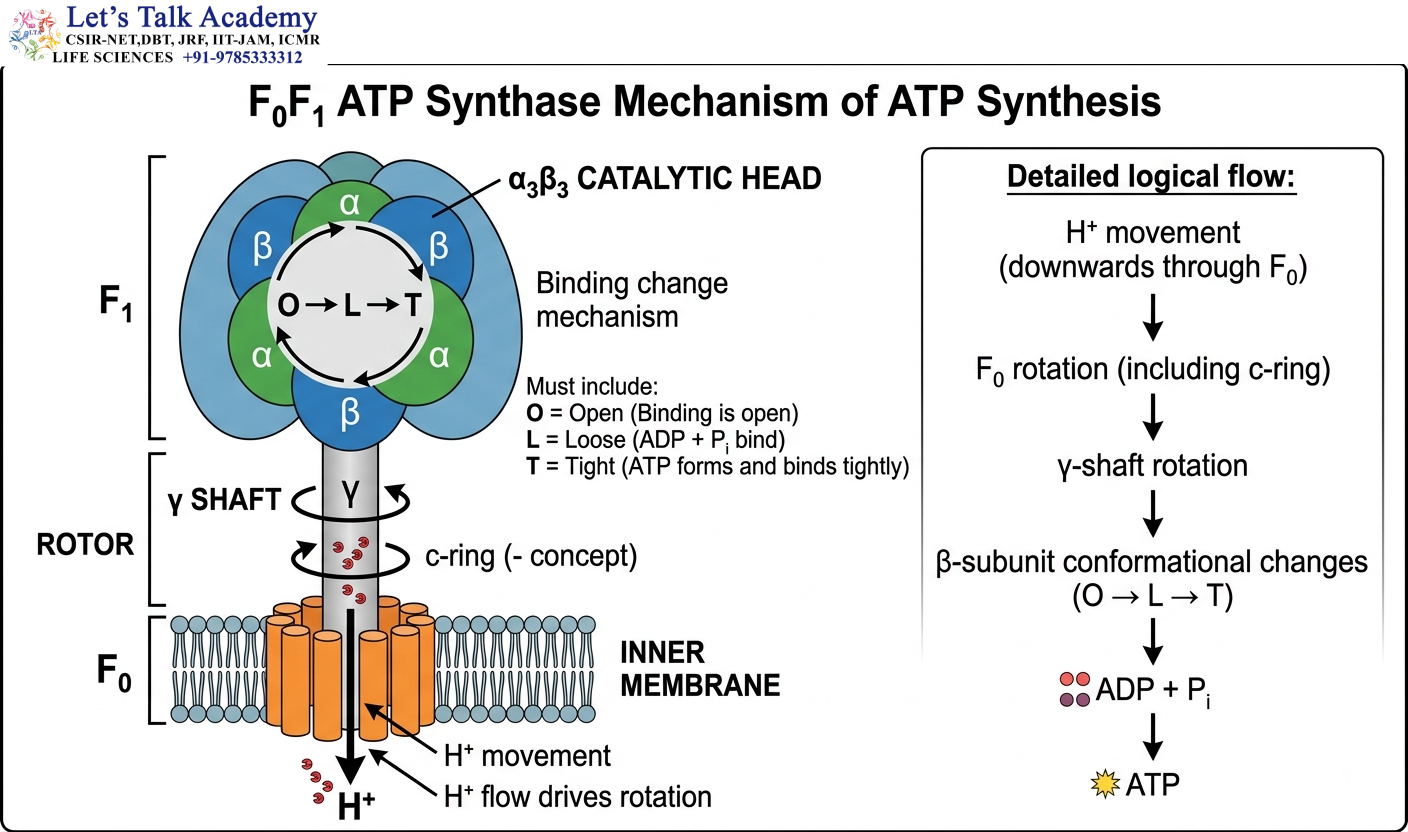 F₀F₁ ATP Synthase Mechanism