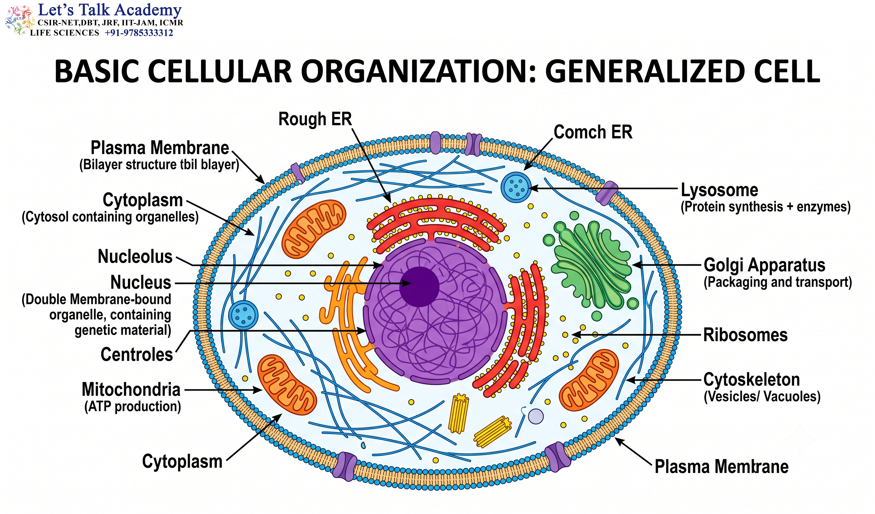 Basic Cellular Organization