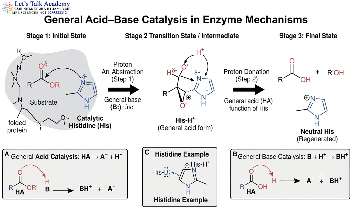 General Acid–Base Catalysis in Enzyme Mechanisms