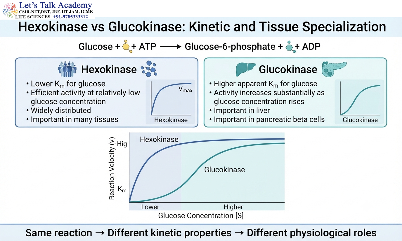 Hexokinase vs Glucokinase: Kinetic and Tissue Specialization