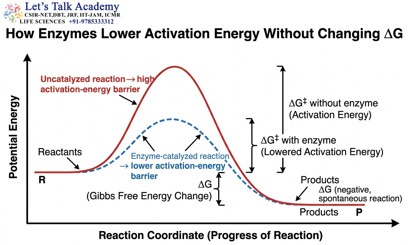 How Enzymes Lower Activation Energy Without Changing ΔG