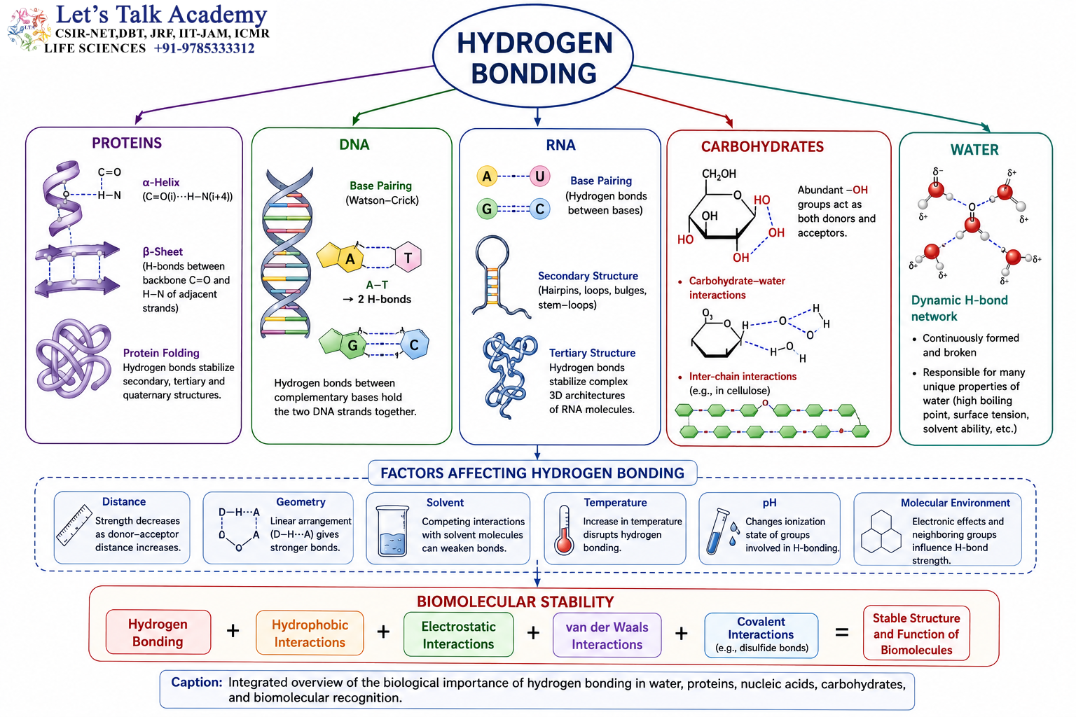 Hydrogen Bonding in Biomolecules Infographic (1)