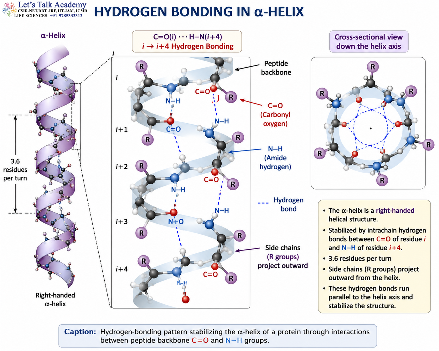 Hydrogen Bonding in the α-Helix