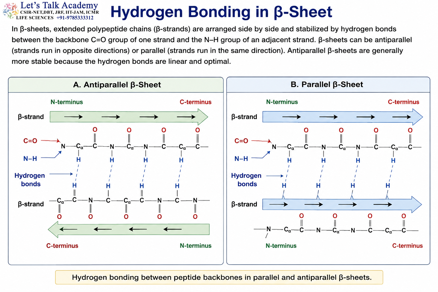 Hydrogen Bonding in β-Sheet