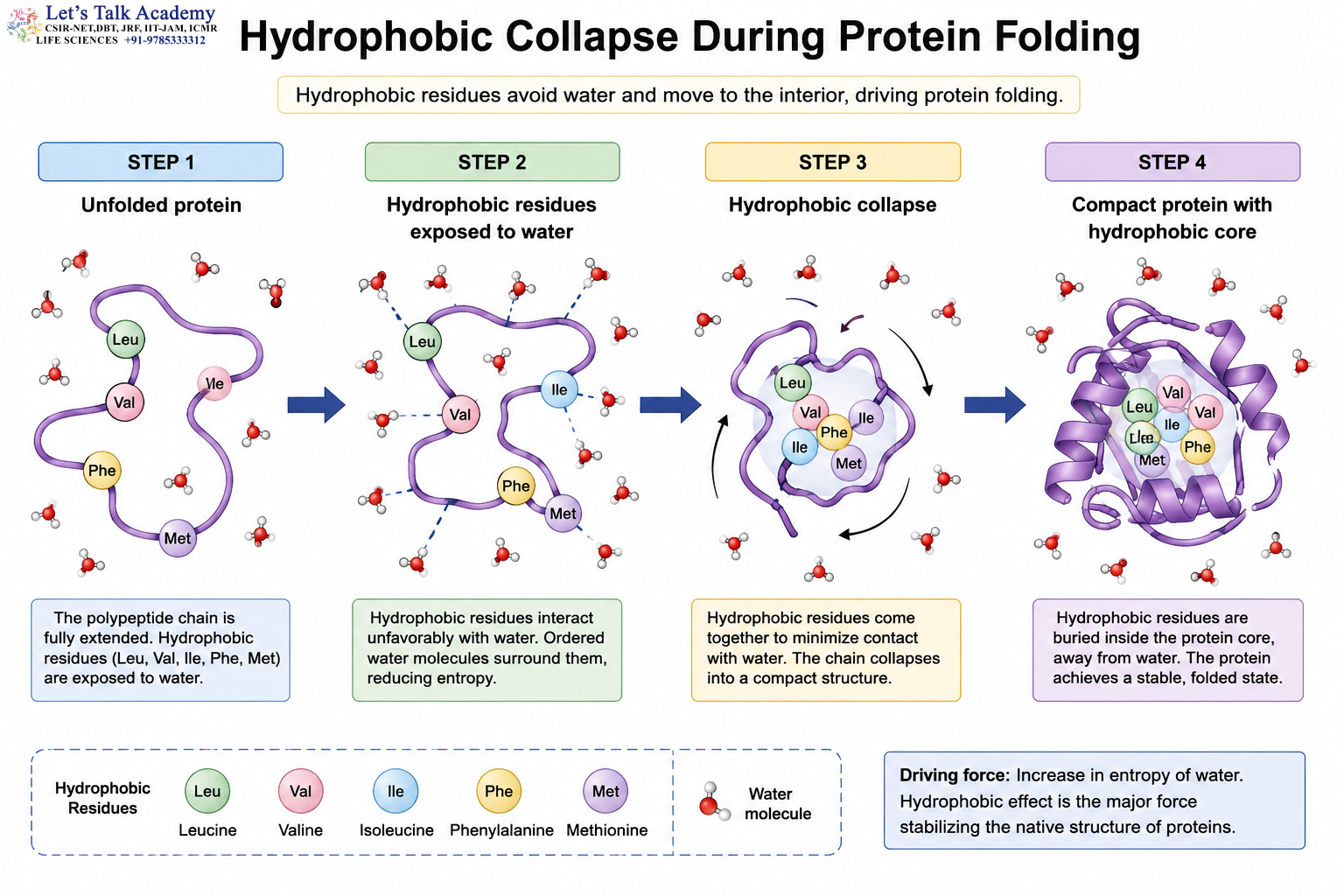 Hydrophobic Collapse During Protein Folding 