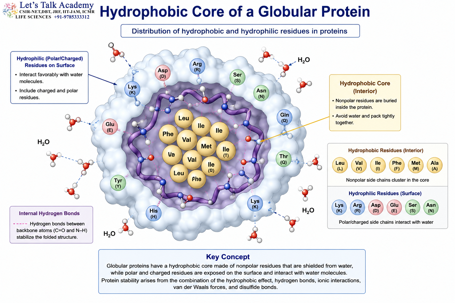 Hydrophobic Core of a Globular Protein 