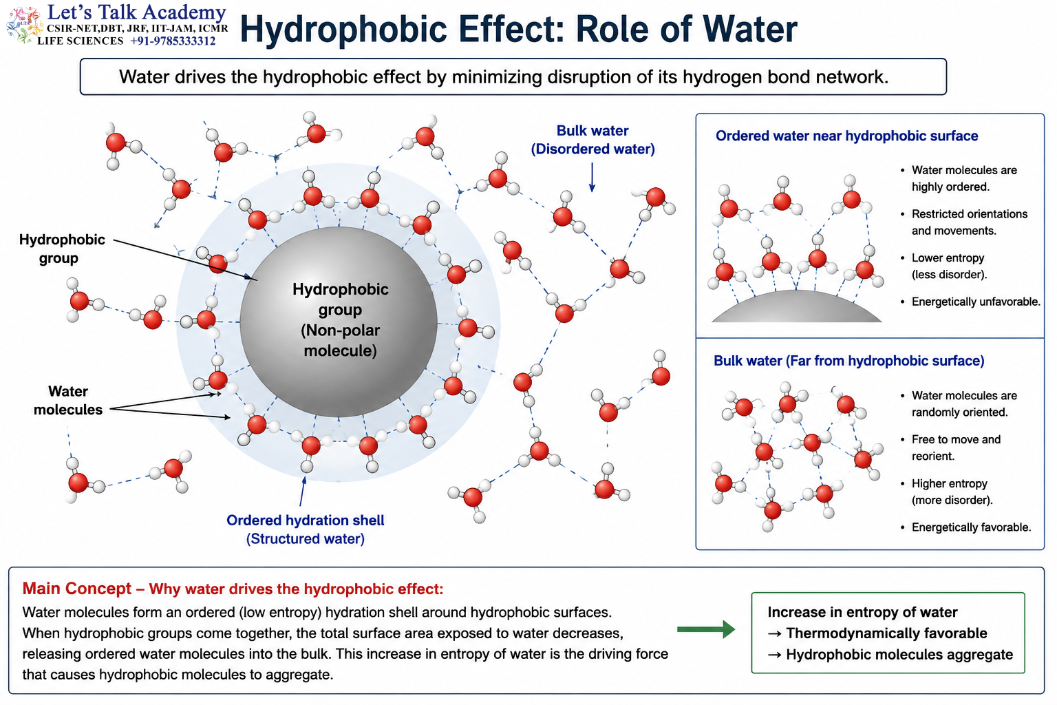 Hydrophobic Effect Role of Water
