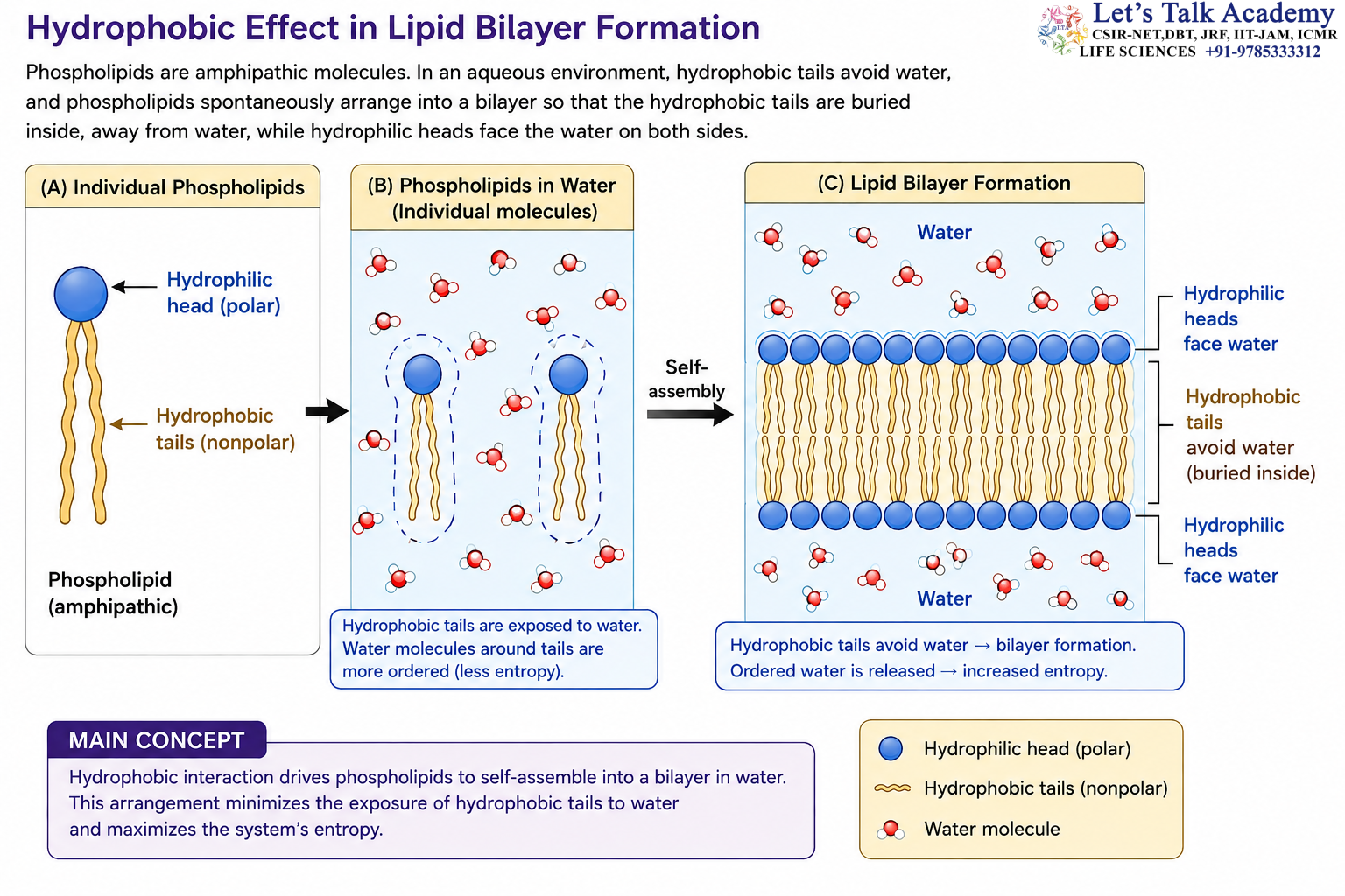 Hydrophobic Effect in Lipid Bilayer Formation 