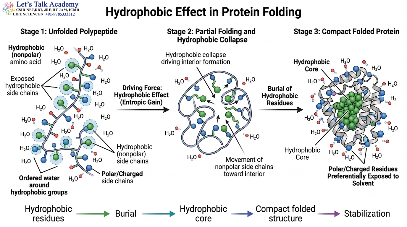 Hydrophobic Effect in Protein Folding