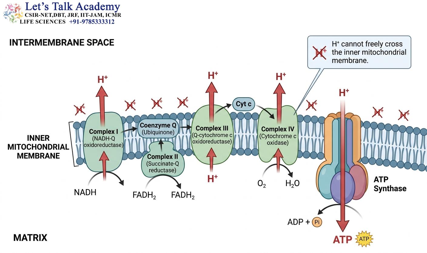 Inner Mitochondrial Membrane — Functional Organization