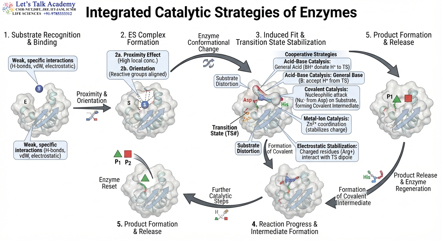 Integrated Catalytic Strategies of Enzymes