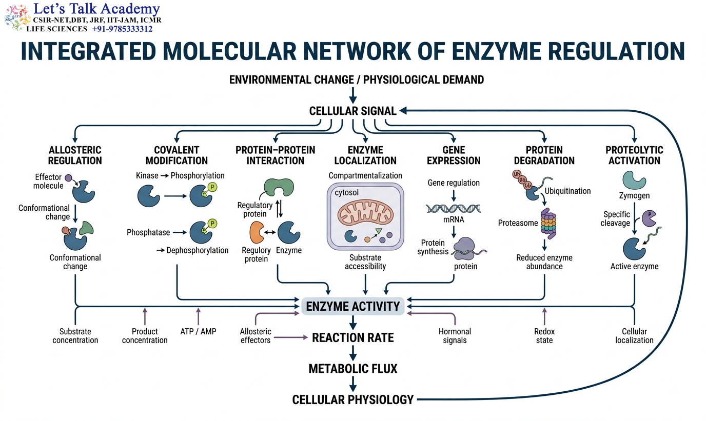 Integrated Molecular Network of Enzyme Regulation